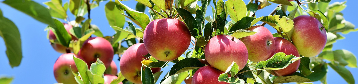 道の駅なんごう リンゴ狩り